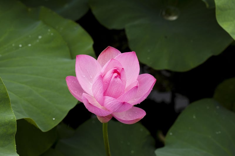 Meditation through Movement